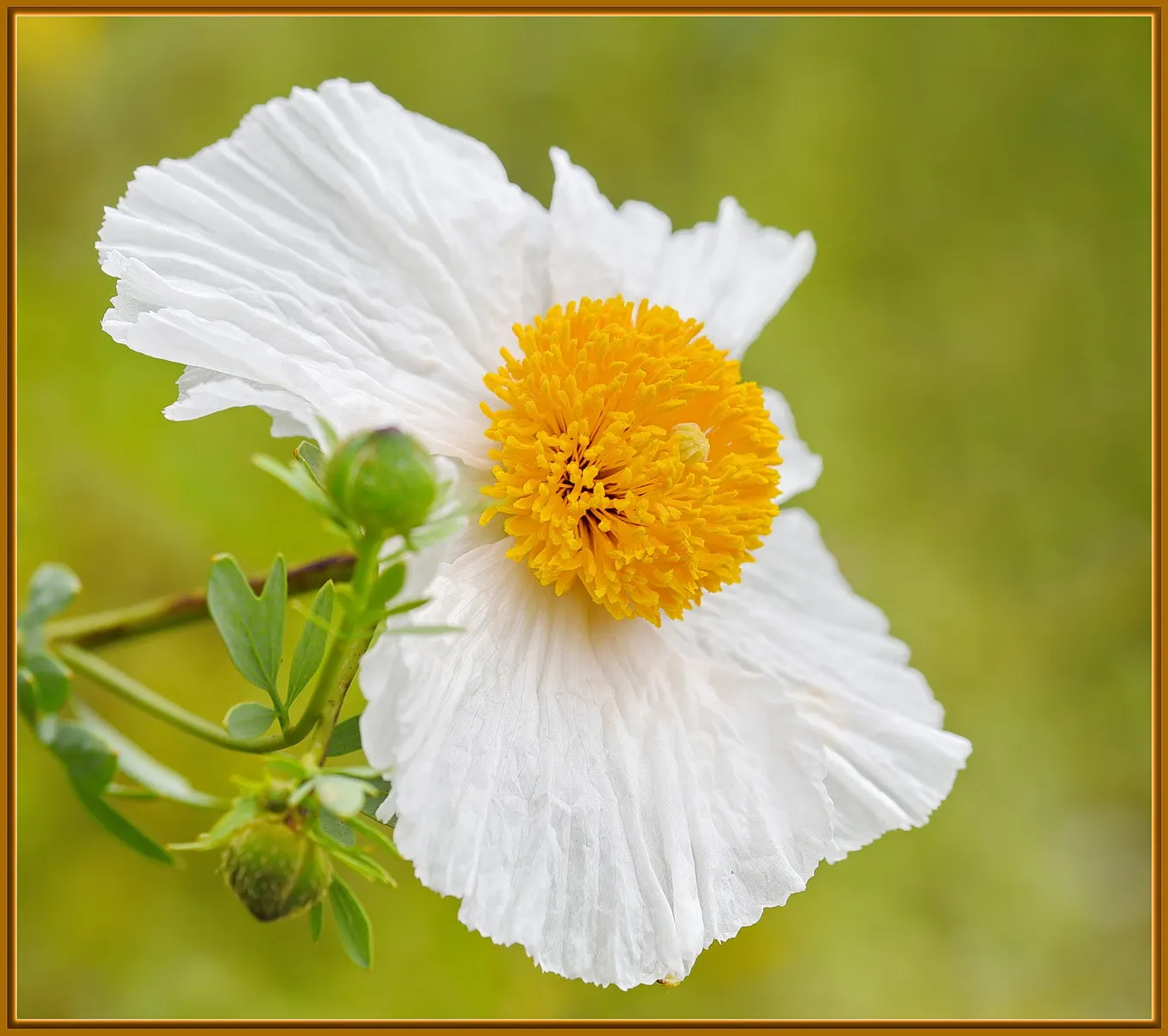 Matilija Poppy (Romneya Coulteri) — white flowers in the garden; large white blooms and bright yellow centers that bear a resemblance to fried eggs