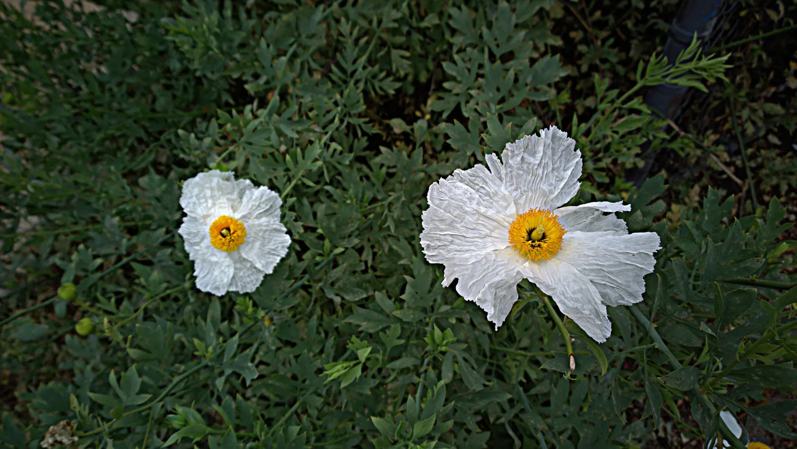 Matilija Poppy (Romneya Coulteri) — bringing both beauty and a touch of the wild to the landscape; the Matilija Poppy or Romneya coulteri is a striking