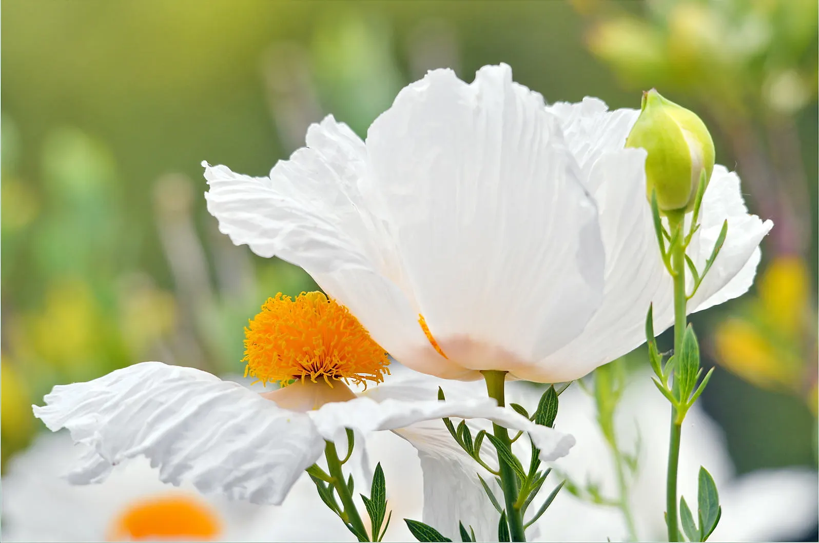 Matilija Poppy (Romneya Coulteri) — Native to California and Northern Mexico