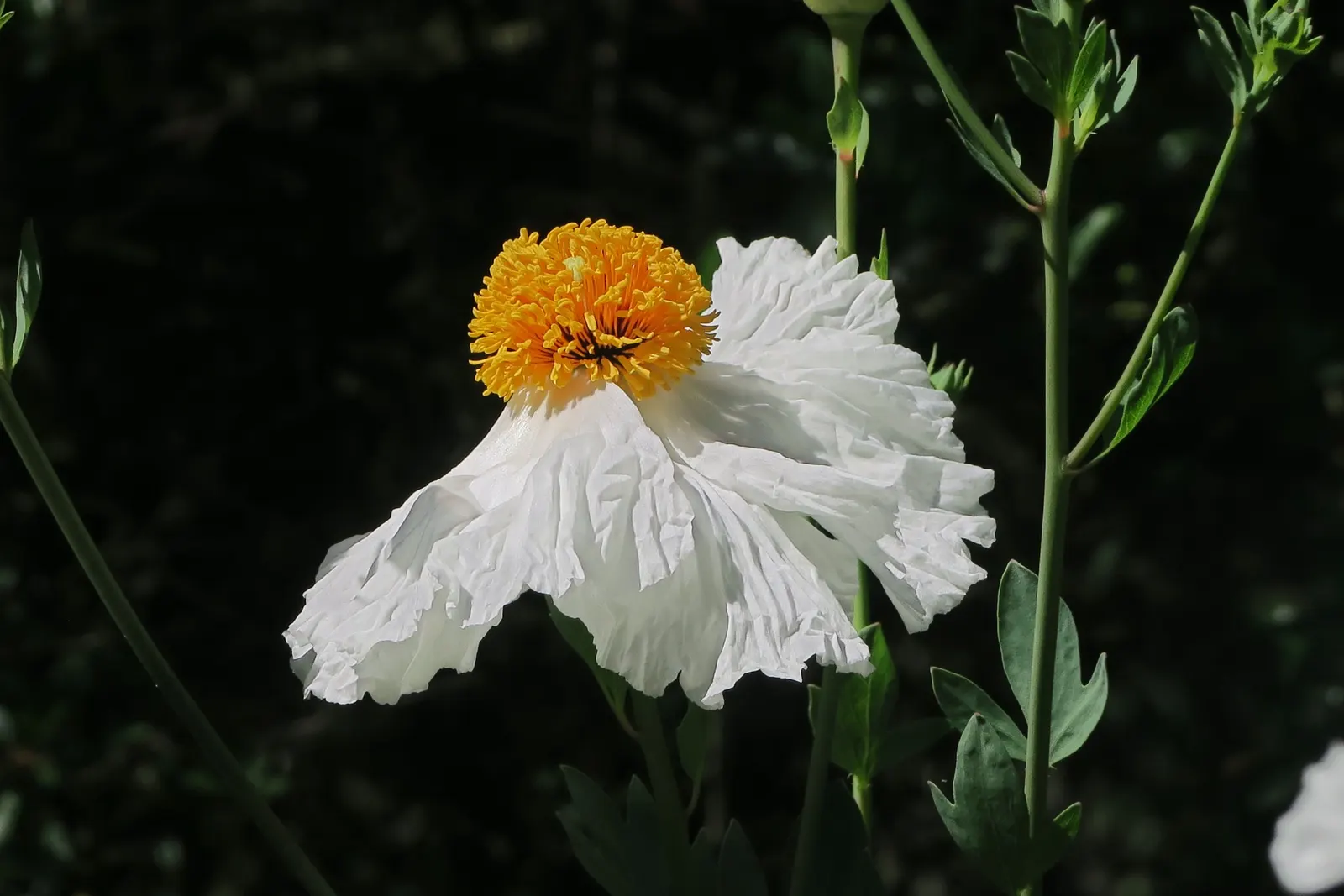 Matilija Poppy (Romneya Coulteri) — The Matilija Poppy or Romneya coulteri is a striking perennial, native to California; its woody stems and, image 51