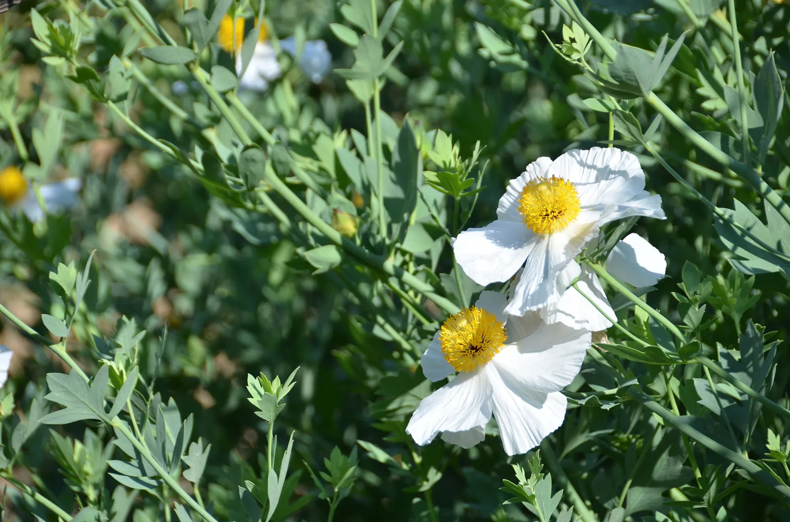 Matilija Poppy (Romneya Coulteri) — Its woody stems and blue-green foliage add to its allure; perennial for full or half, image 54