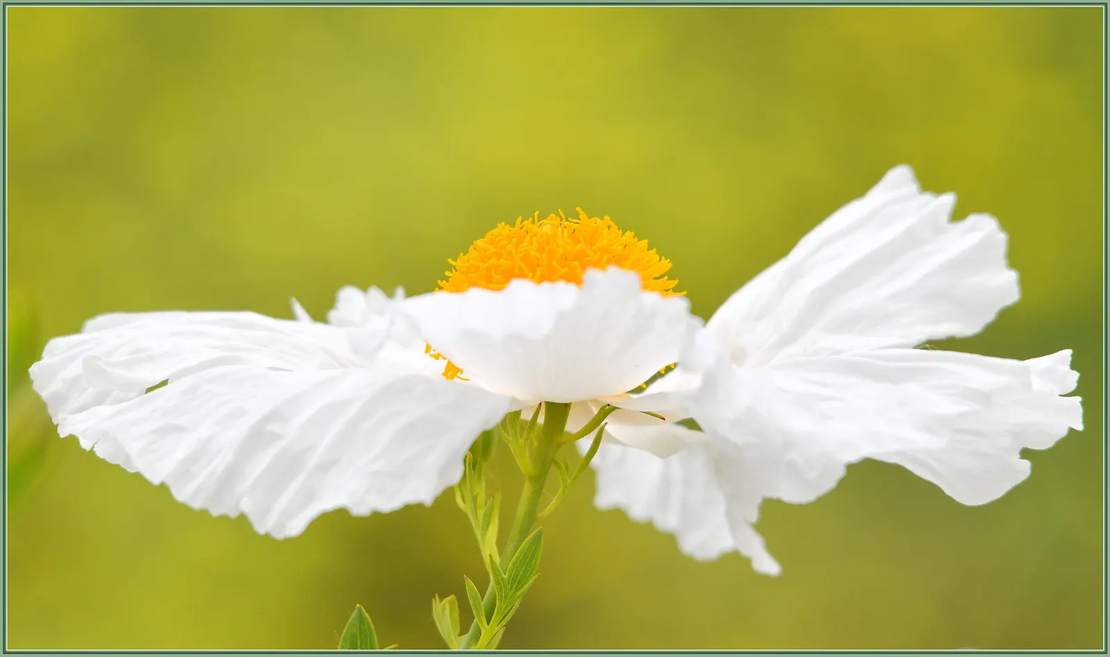 Matilija Poppy (Romneya Coulteri) — pure white petals surrounding a golden-yellow center; this perennial demands adequate space to showcase its, image 52