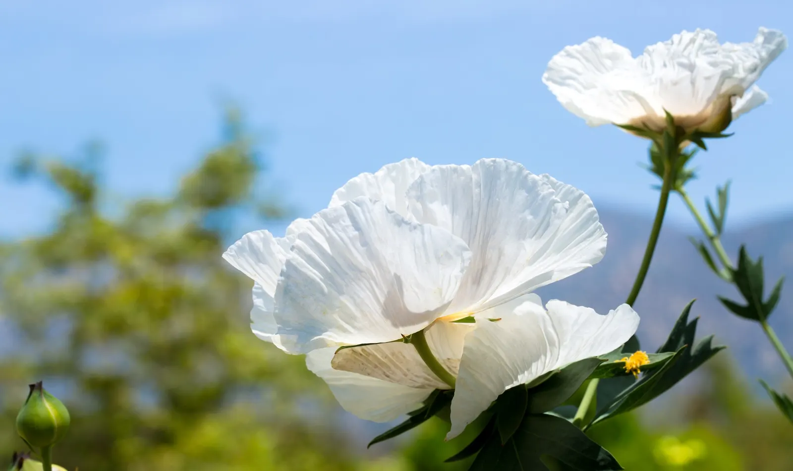 Matilija Poppy (Romneya Coulteri) — Ideal for creating dramatic backdrops in xeriscapes or wild gardens; stands as a stately presence in any landscape design