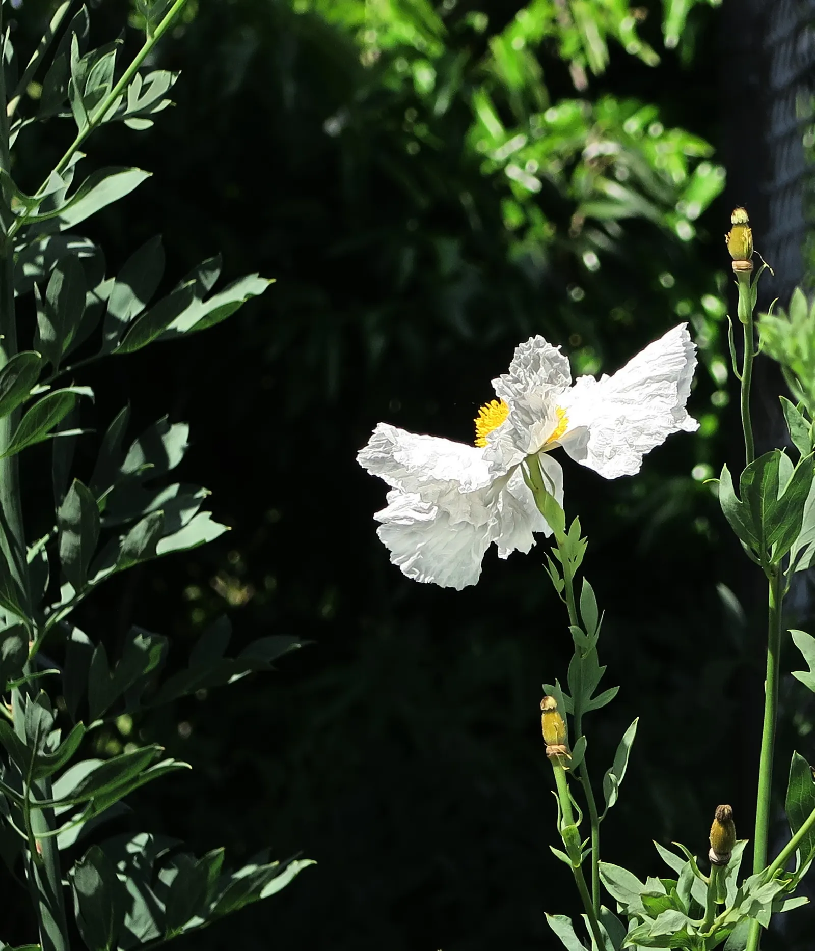 Matilija Poppy (Romneya Coulteri) — perennial with white blooms; as it does not tolerate waterlogged roots