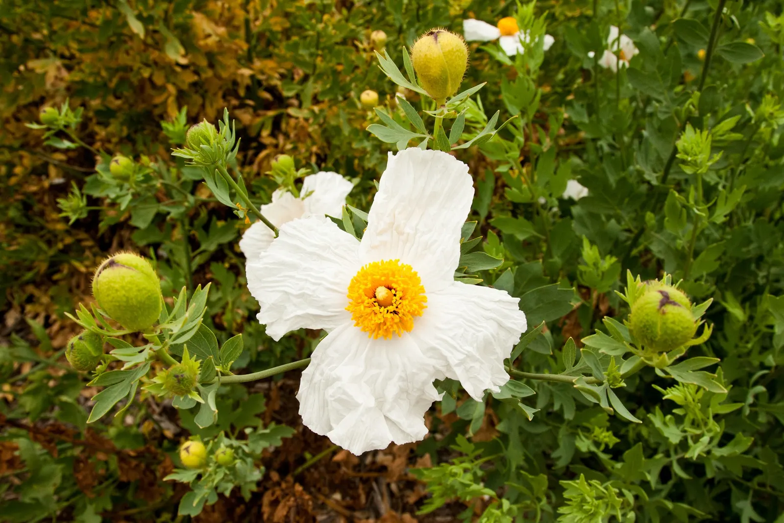 Matilija Poppy (Romneya Coulteri) — pure white petals surrounding a golden-yellow center; this perennial demands adequate space to showcase its bushy