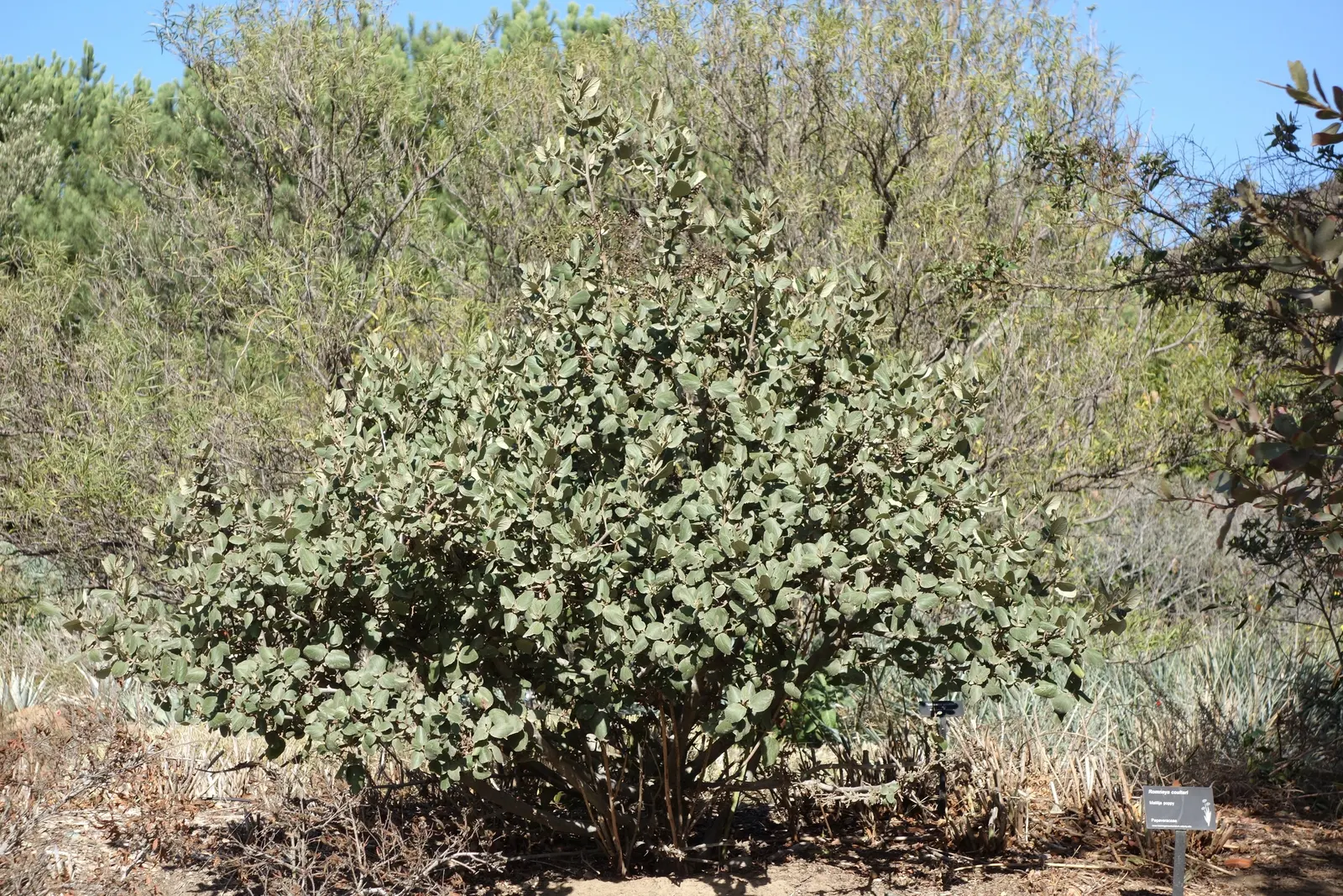 Matilija Poppy (Romneya Coulteri) — This drought-tolerant plant reaches heights of 5-8 feet and spreads vigorously up to 5 feet wide; and while it can be a