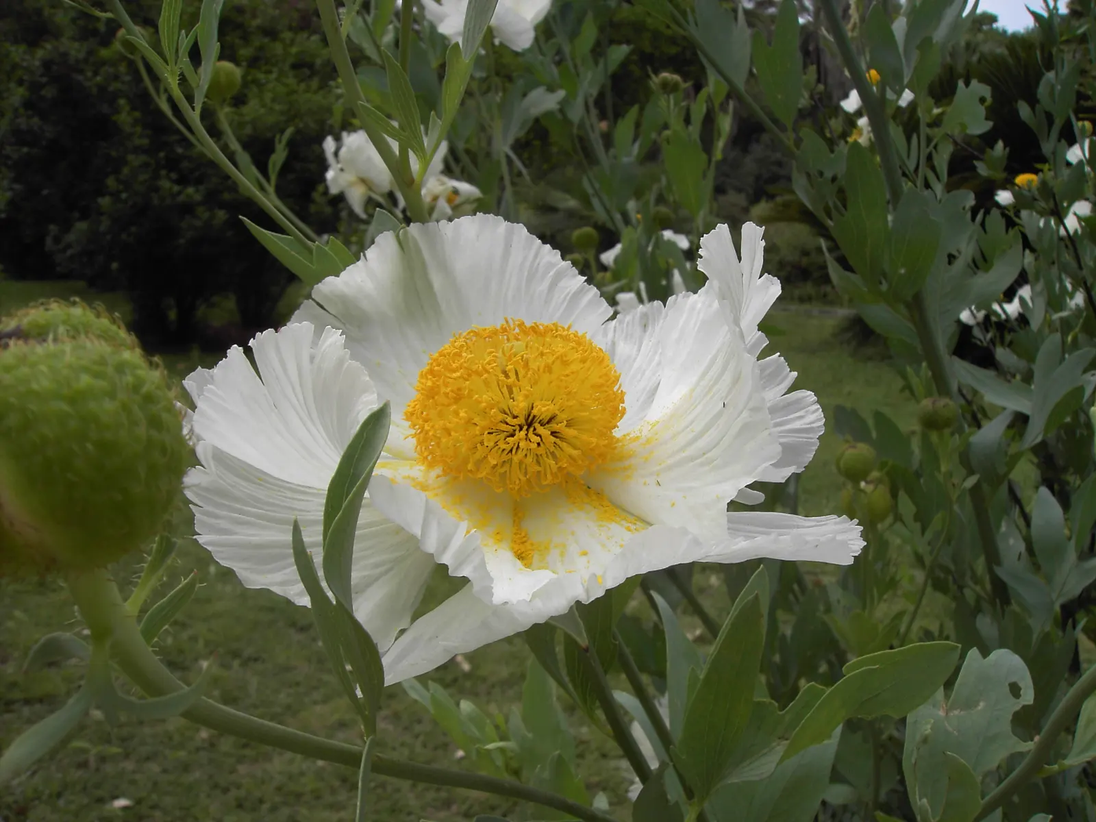 Matilija Poppy (Romneya Coulteri) — The Matilija Poppy or Romneya coulteri is a striking perennial, native to California; its woody stems and blue-green