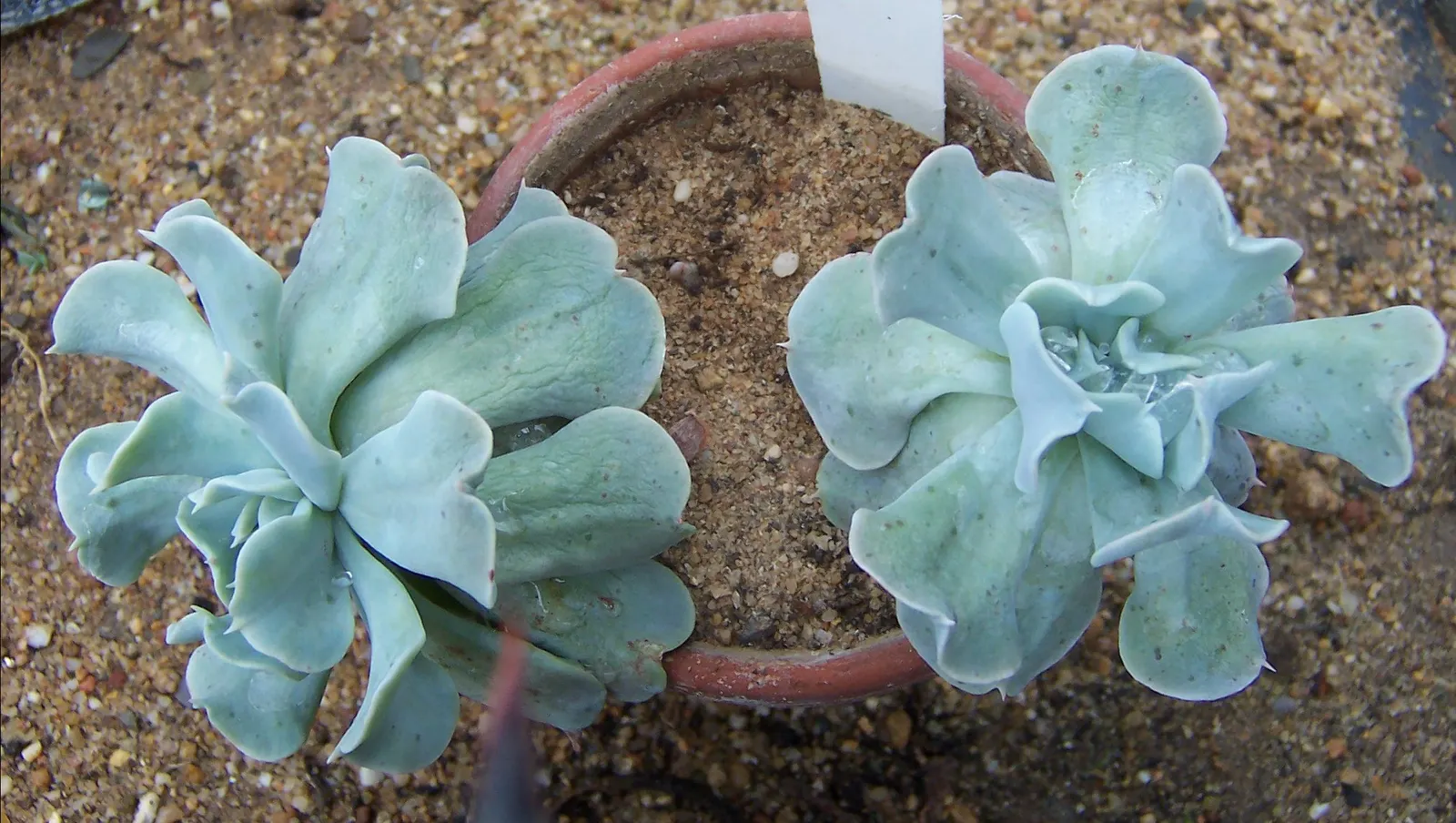 Red Edge Echeveria (Echeveria Subrigida) — Low-maintenance, requires well-draining soil and full to partial sun