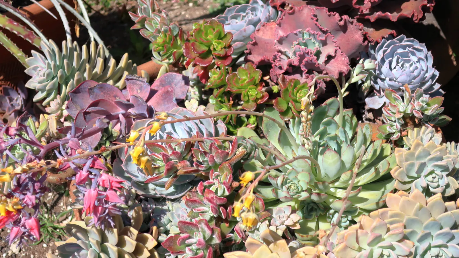 Red Edge Echeveria (Echeveria Subrigida) — Echeveria subrigida 'Red Edge,' a striking succulent, forms large rosettes reaching up to 12 inches wide