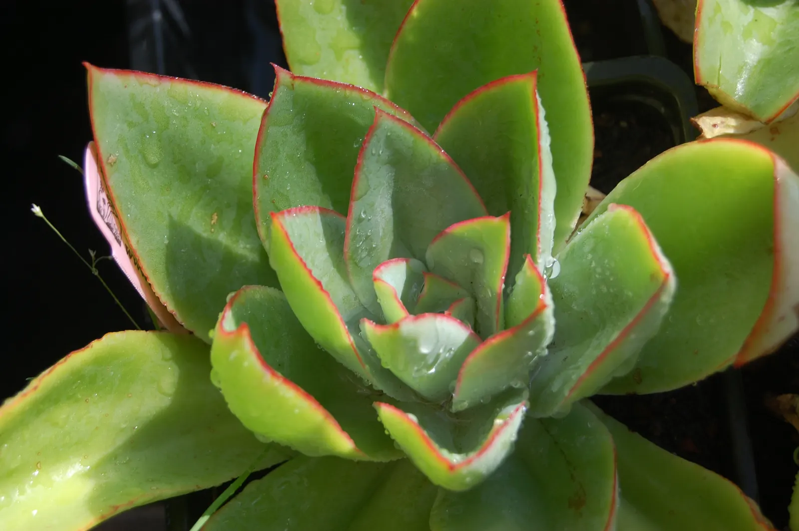 Red Edge Echeveria (Echeveria Subrigida) — each tipped with vibrant crimson margins
