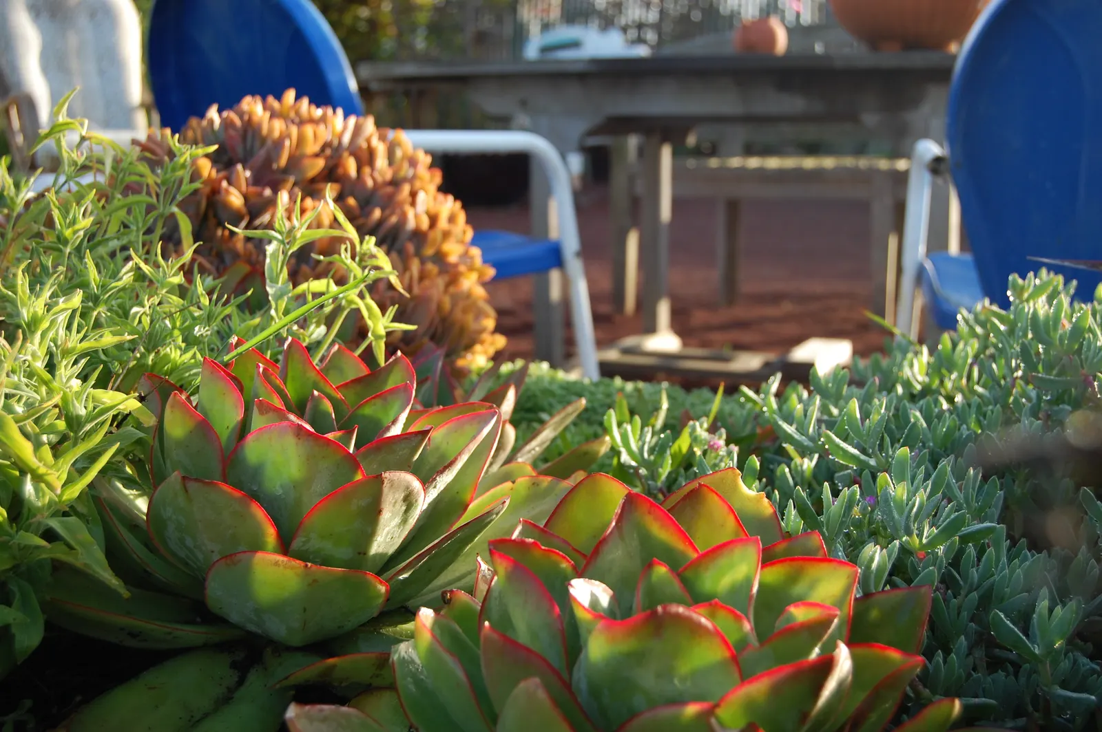 Red Edge Echeveria (Echeveria Subrigida) — especially intense under sun exposure