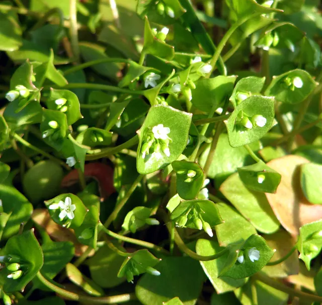 Miner's Lettuce (Claytonia Perfoliata) — It features circular, emerald-green leaves enveloping its delicate white-pink flowers; miner's Lettuce, image 71