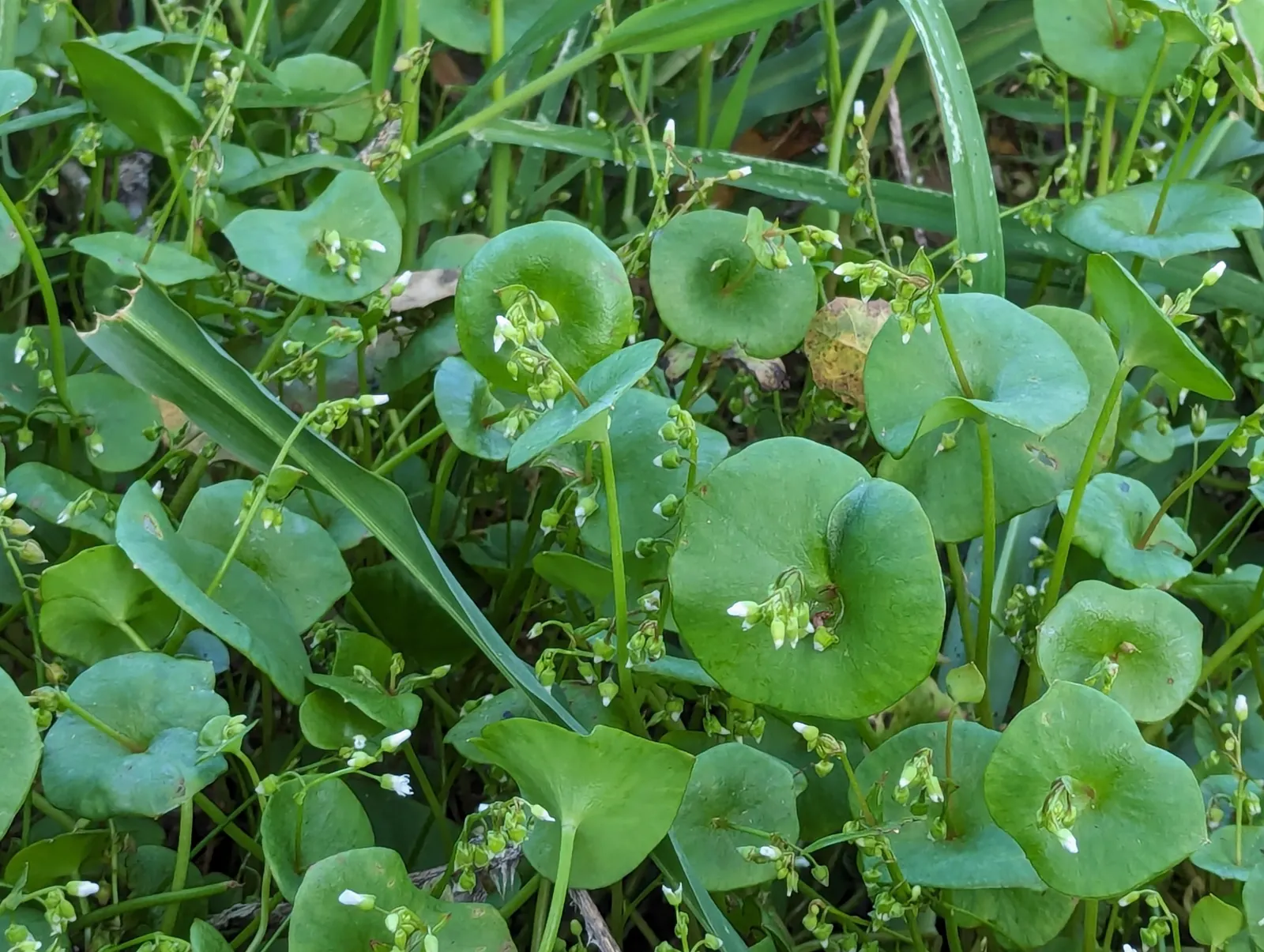 Miner's Lettuce (Claytonia Perfoliata) — Regular watering will keep it lush; and slightly succulent leaves, image 107