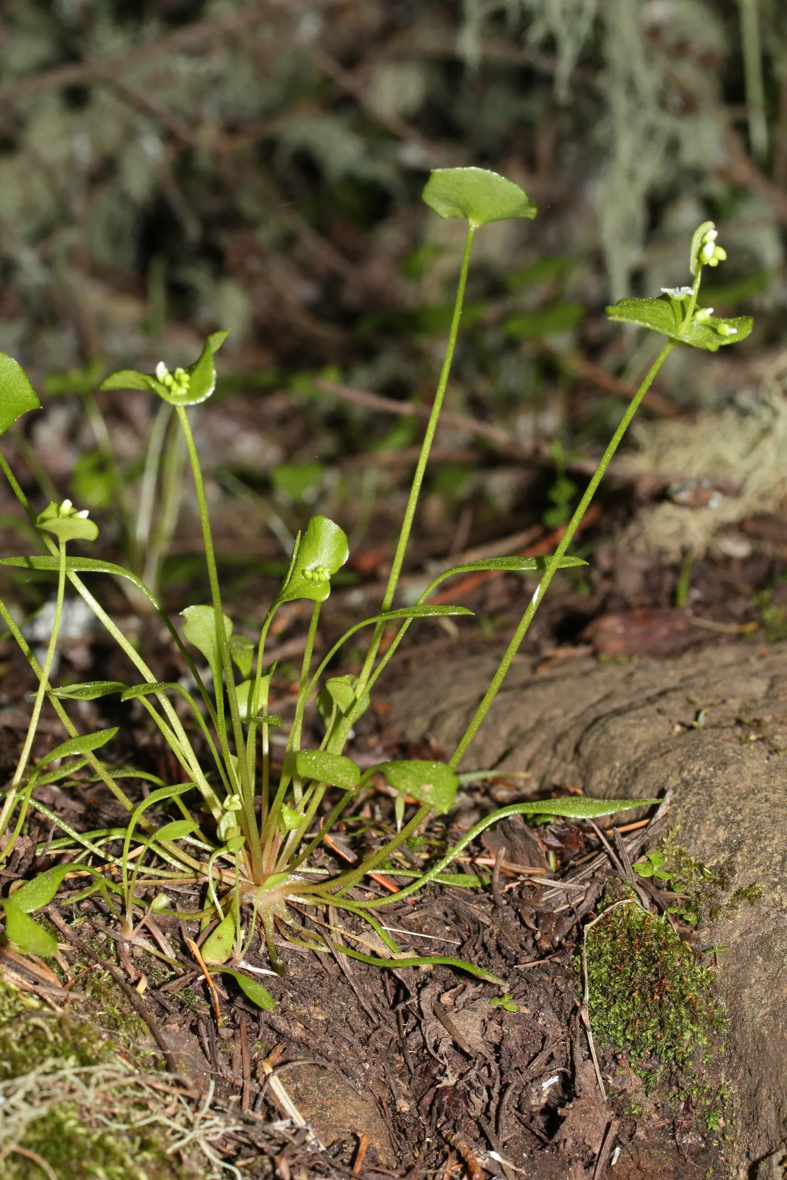 Miner's Lettuce (Claytonia Perfoliata) — cool-season annual native to the mountain and coastal regions of western North America