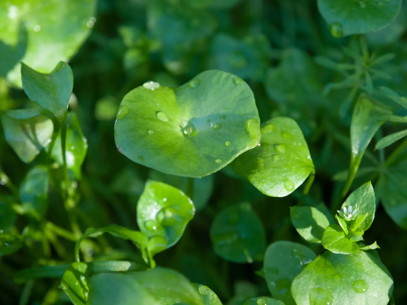 Miner's Lettuce (Claytonia Perfoliata) — well-draining soil with a preference for loamy textures; it also serves as an intriguing addition to, image 128