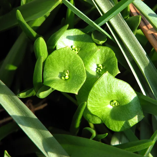 Miner's Lettuce (Claytonia Perfoliata) — It features circular, emerald-green leaves enveloping its delicate white-pink flowers