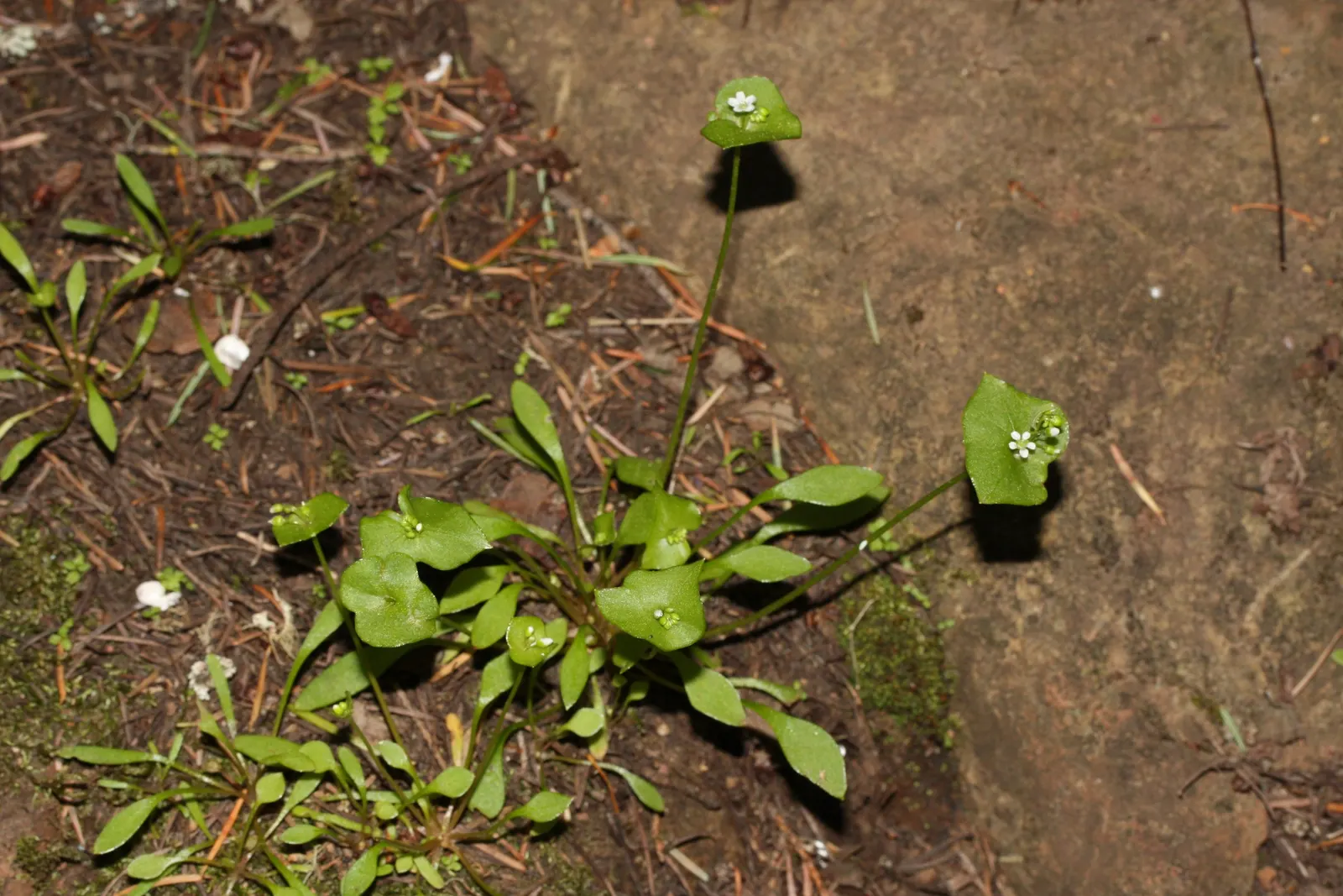 Miner's Lettuce (Claytonia Perfoliata) — cultivated harvest for salads and garnishes; annual / herb with white blooms, image 112