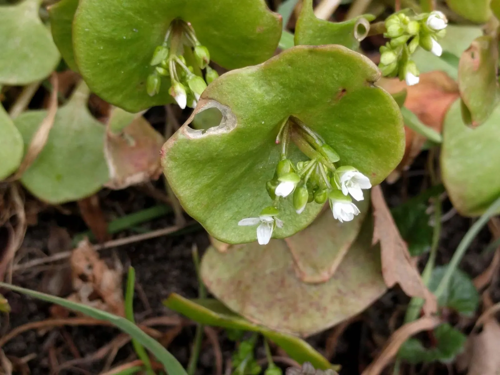 Miner's Lettuce (Claytonia Perfoliata) — especially during dry spells.<br><br>Ideal for adding greenery to shaded garden beds; underplanting in, image 62