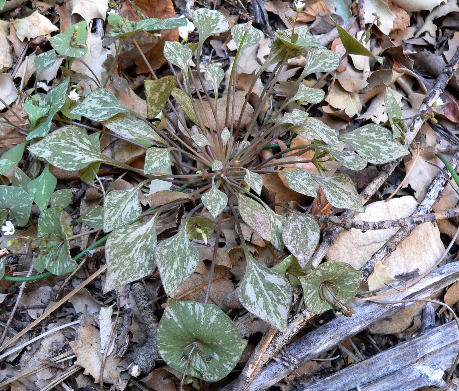 Miner's Lettuce (Claytonia Perfoliata) — It's a self-seeding cool-season annual, providing a lush ground cover and an early spring salad ingredient; it