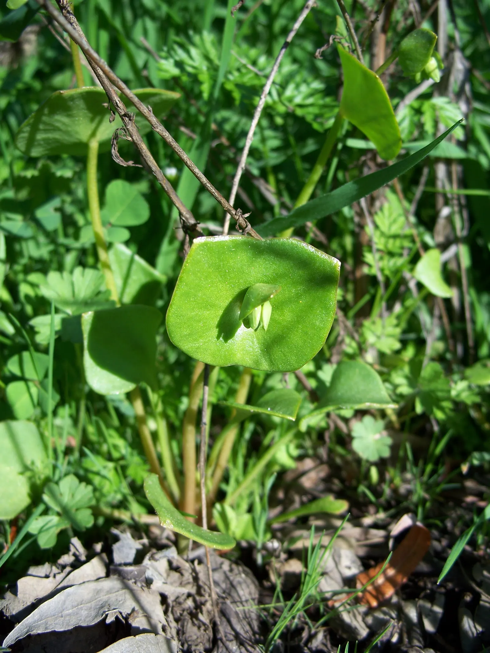 Miner's Lettuce (Claytonia Perfoliata) — especially during dry spells.<br><br>Ideal for adding greenery to shaded garden beds; underplanting in woodland gardens