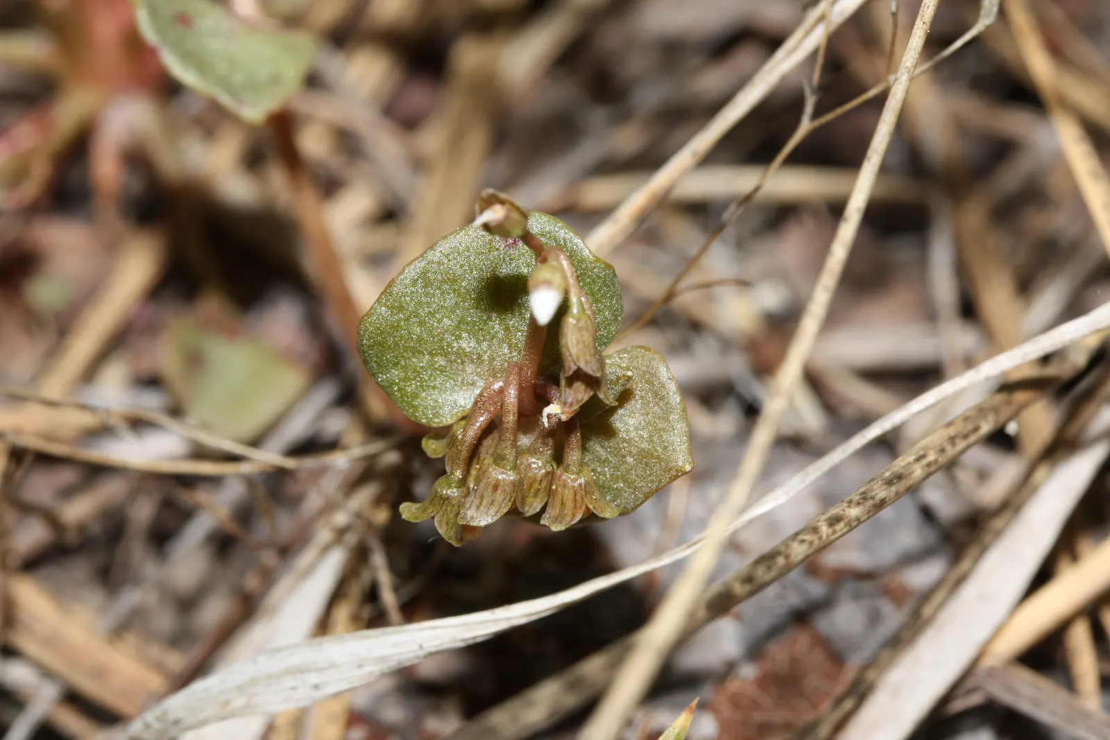 Miner's Lettuce (Claytonia Perfoliata) — It's a self-seeding cool-season annual, providing a lush ground cover and an early spring salad, image 96