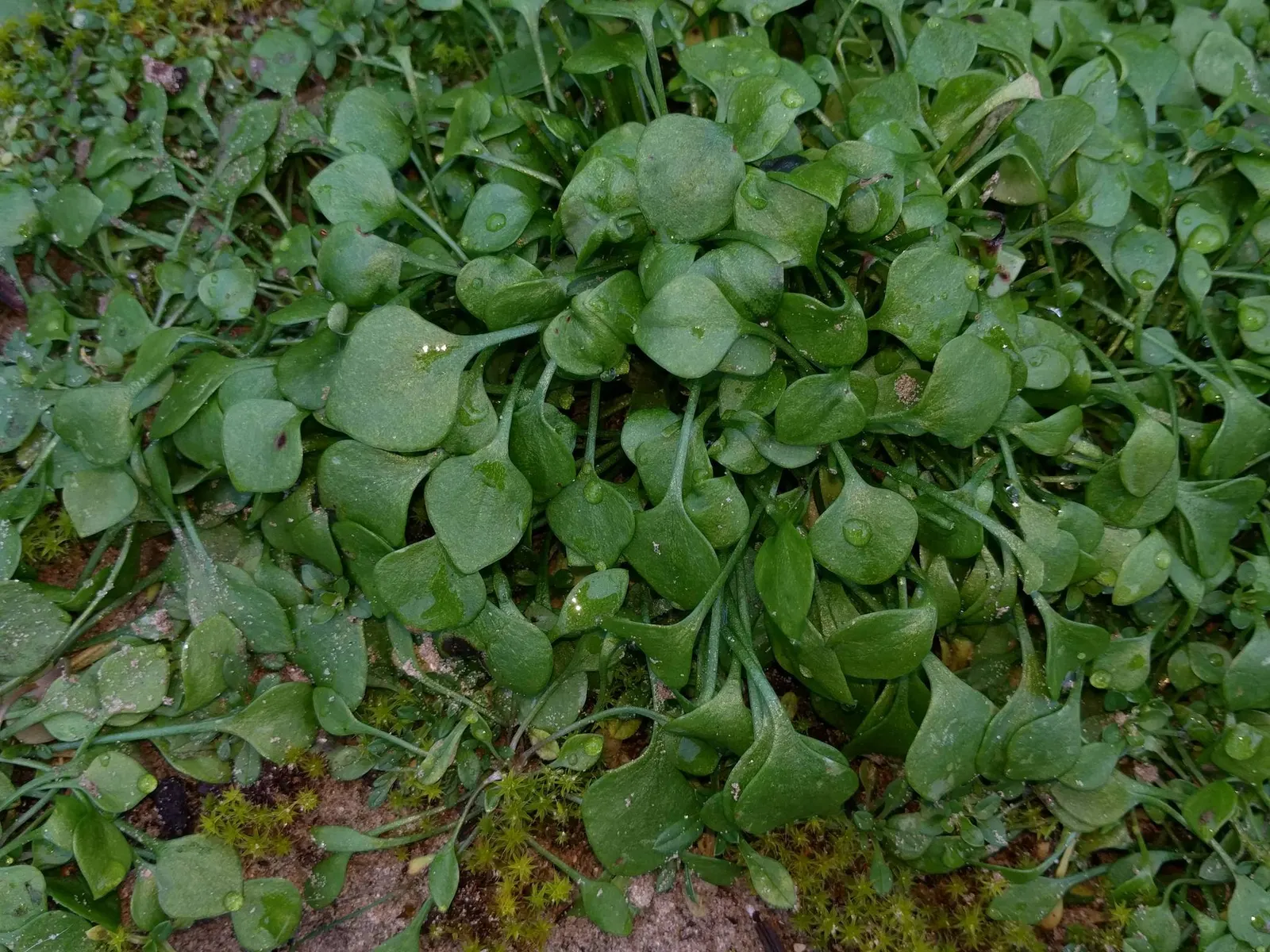 Miner's Lettuce (Claytonia Perfoliata) — Miner's Lettuce produces tiny white to pale pink flowers that nestle in the center of its perfoliated leaves
