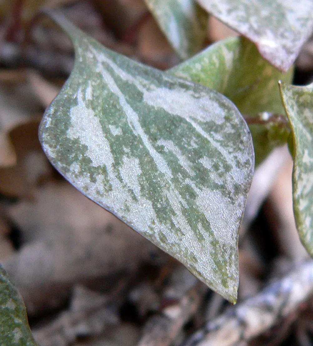 Miner's Lettuce (Claytonia Perfoliata) — This ephemeral beauty reaches 6-12 inches in height and prefers moist, shaded locales; miner's Lettuce, image 49