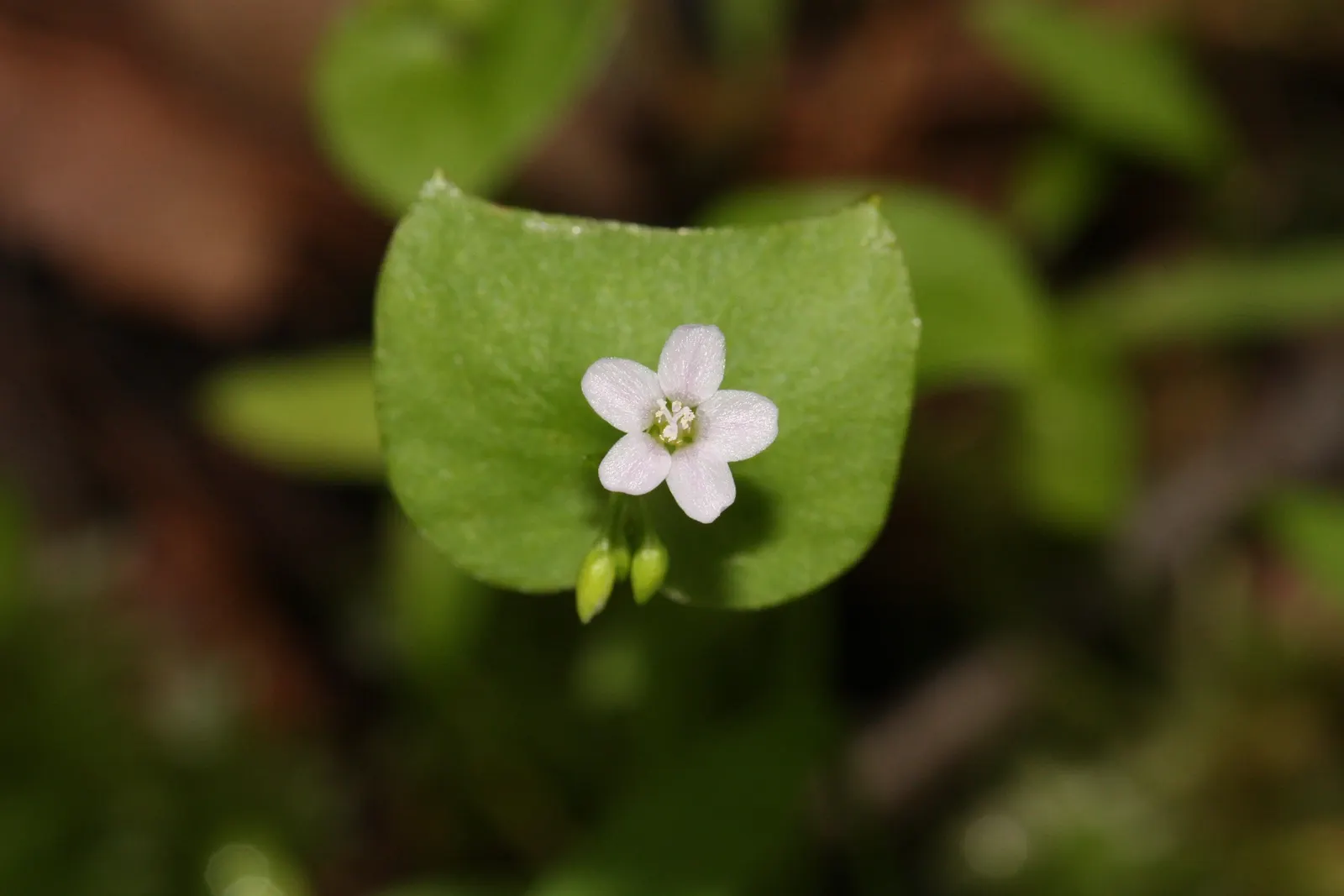 Miner's Lettuce (Claytonia Perfoliata) — scientifically named Claytonia perfoliata; especially during dry spells.<br><br>Ideal for adding greenery, image 75