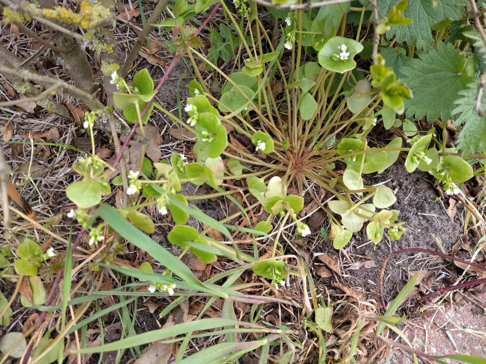 Miner's Lettuce (Claytonia Perfoliata) — cultivated harvest for salads and garnishes; annual / herb with white blooms, image 89