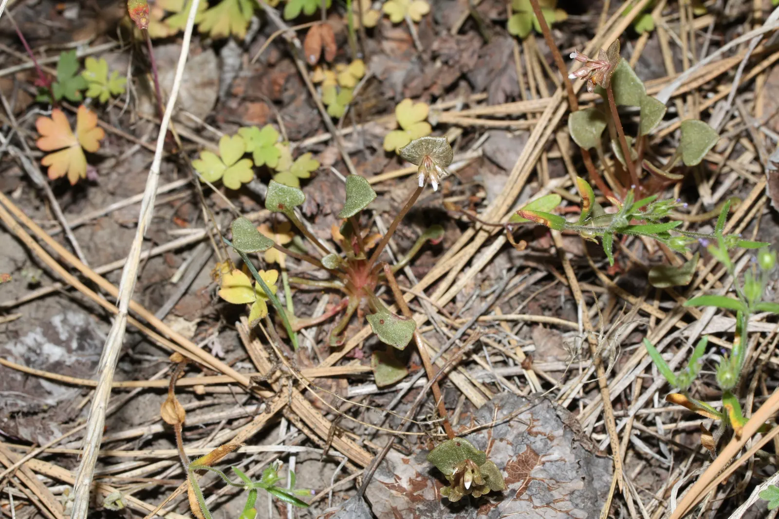 Miner's Lettuce (Claytonia Perfoliata) — Miner's Lettuce accentuates any space with a splash of verdant foliage and subtle floral accents, image 64