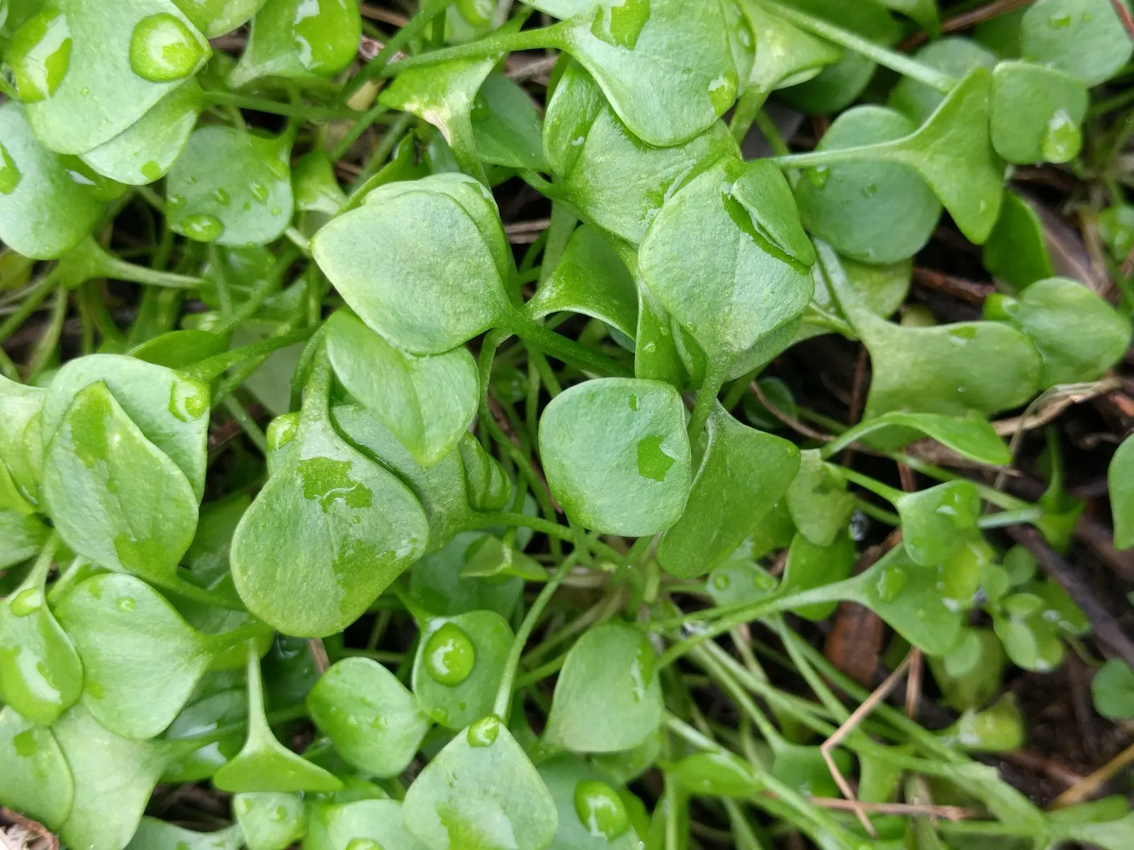 Miner's Lettuce (Claytonia Perfoliata) — Adaptable and low-maintenance; cool-season annual native to the mountain and coastal regions of western North America