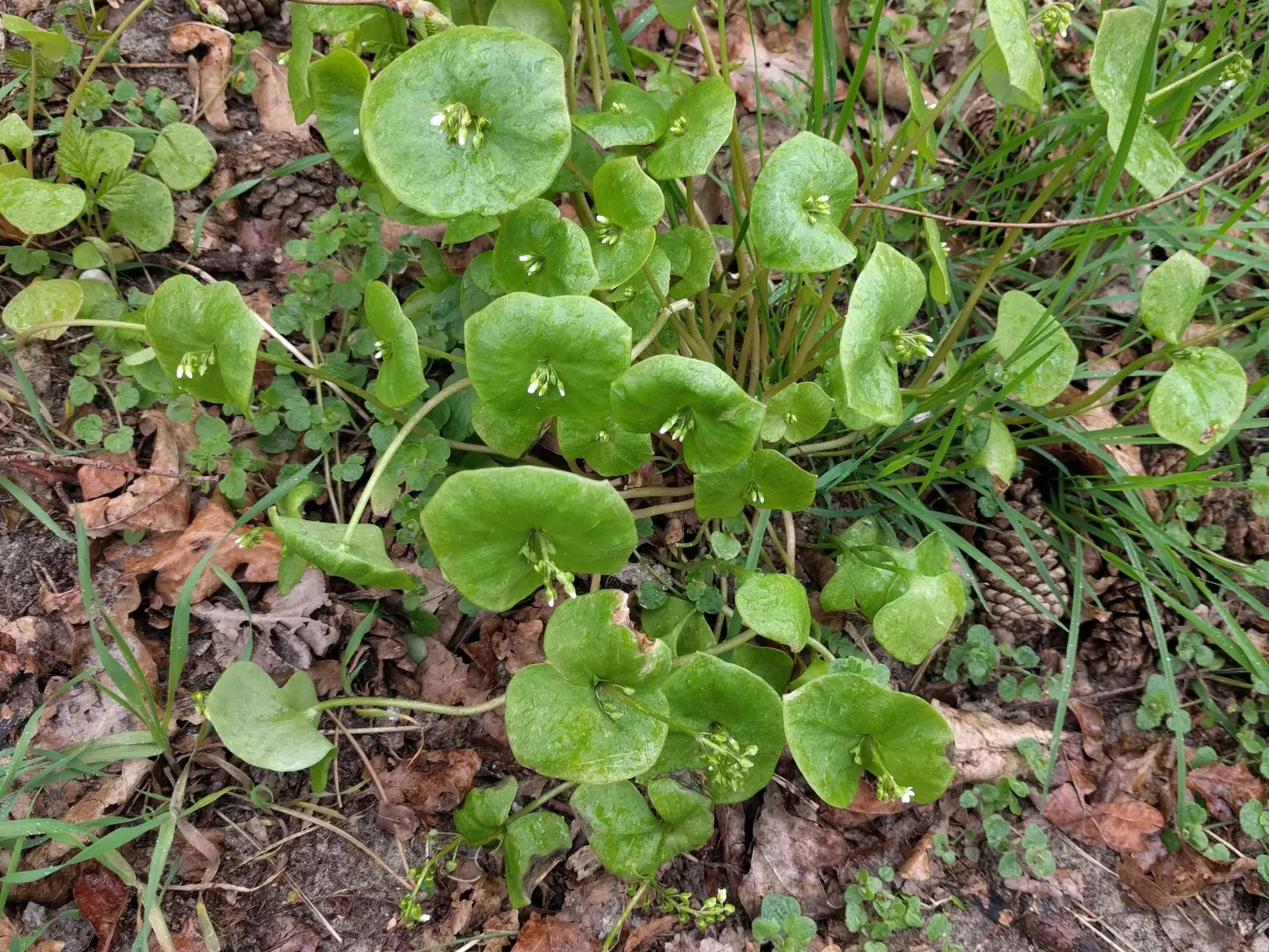 Miner's Lettuce (Claytonia Perfoliata) — annual / herb for half; cultivated harvest for salads and garnishes
