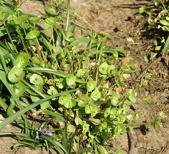 Miner's Lettuce (Claytonia Perfoliata) — Miner's Lettuce (Claytonia perfoliata) is a nutritious, edible native spreader, thriving in USDA zones 5-9; it's a