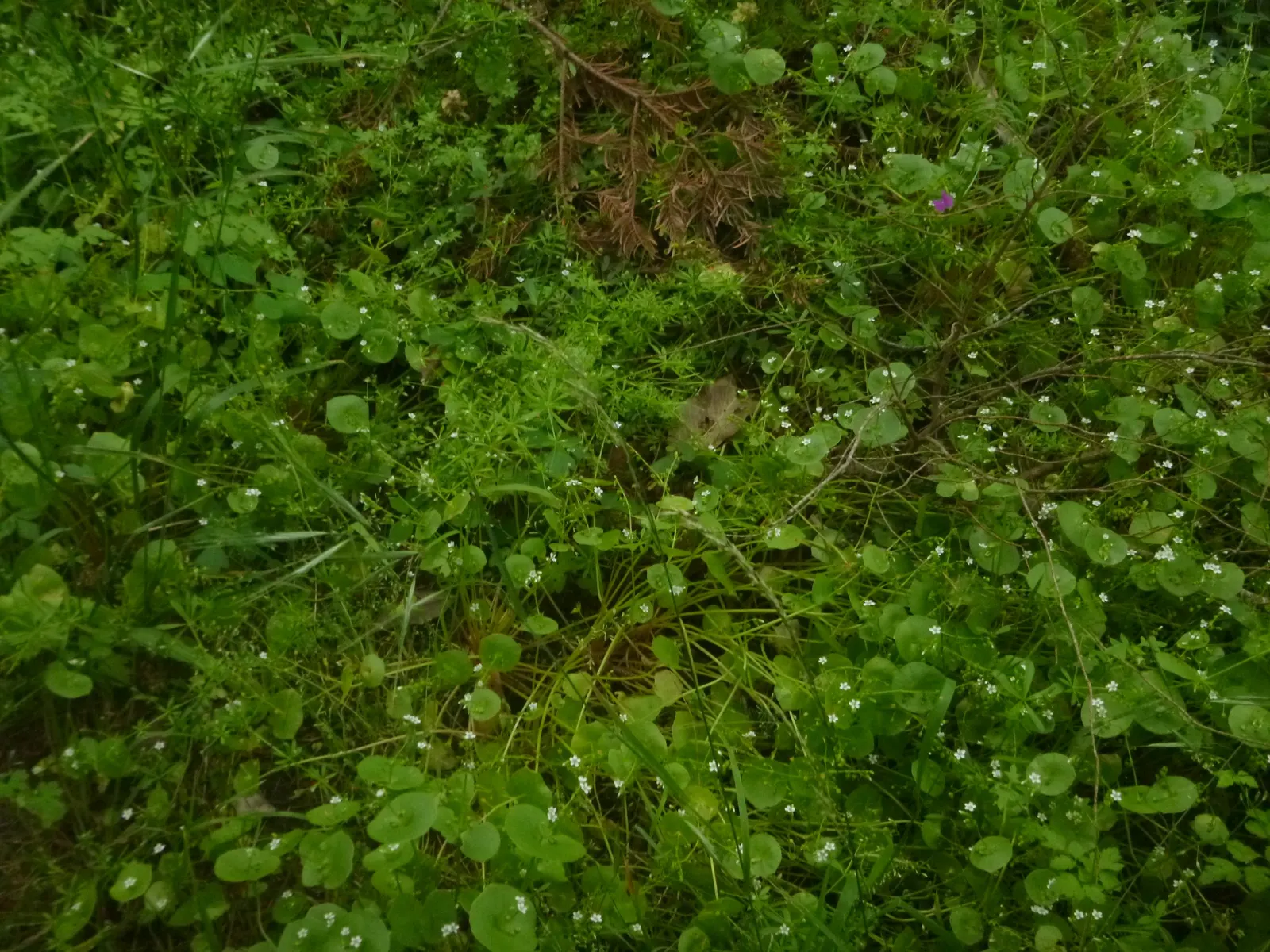 Miner's Lettuce (Claytonia Perfoliata) — cool-season annual native to the mountain and coastal regions of western North America; annual / herb for, image 99