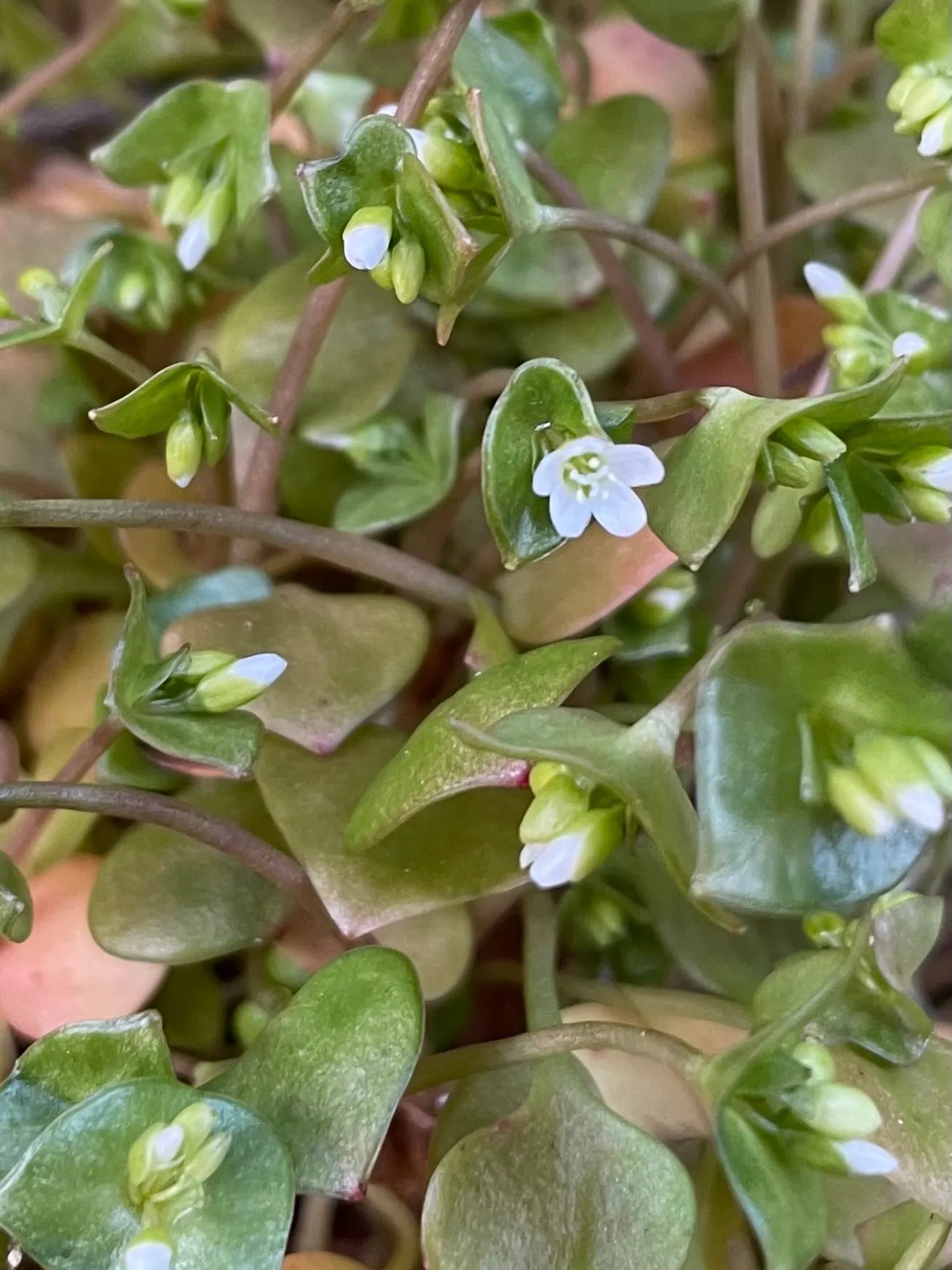 Miner's Lettuce (Claytonia Perfoliata) — Regular watering will keep it lush; and slightly succulent leaves, image 61
