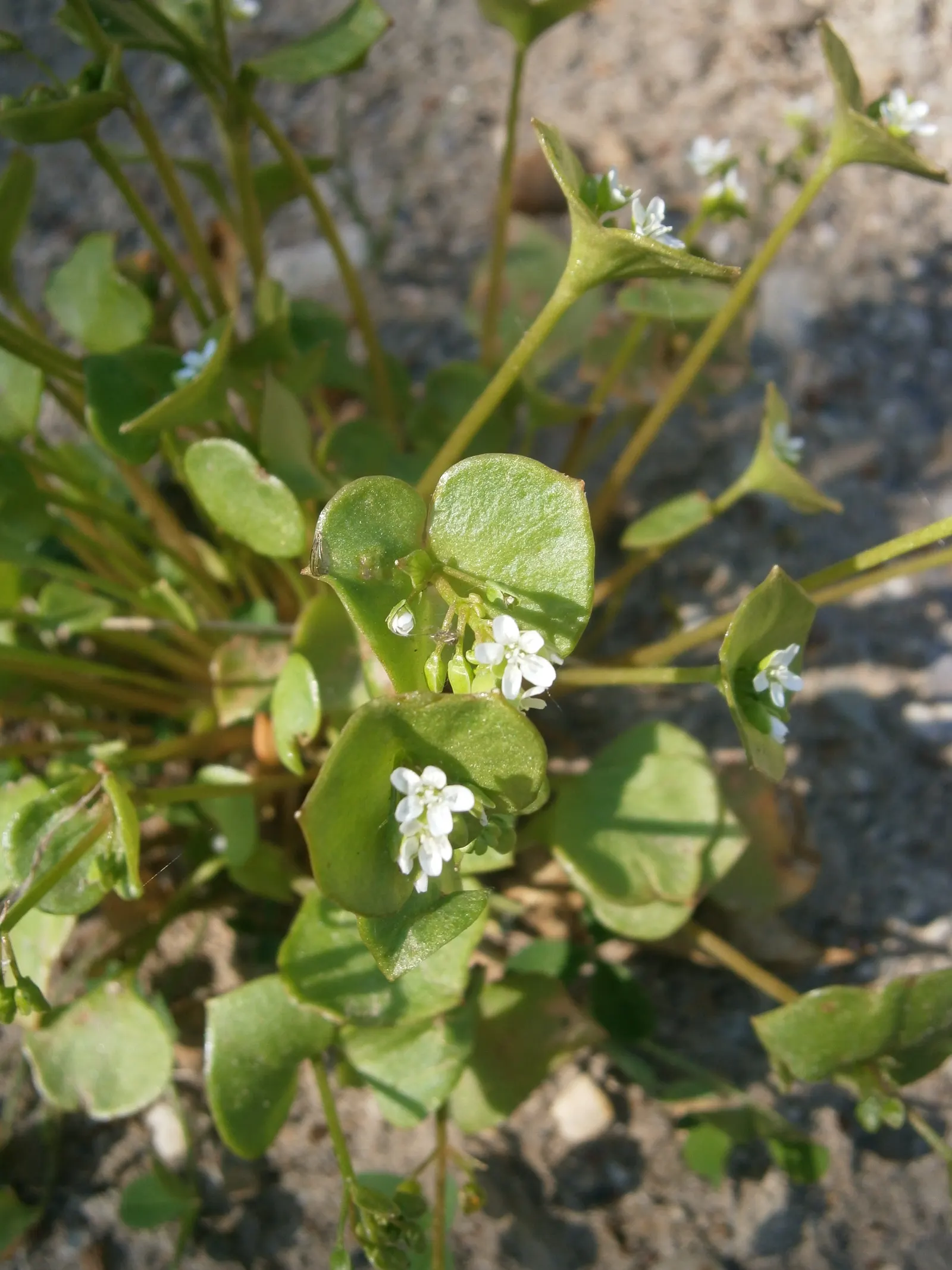 Miner's Lettuce (Claytonia Perfoliata) — This ephemeral beauty reaches 6-12 inches in height and prefers moist, shaded locales; miner's Lettuce accentuates any