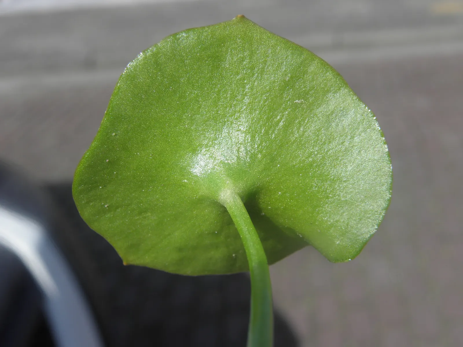 Miner's Lettuce (Claytonia Perfoliata) — well-draining soil with a preference for loamy textures; it also serves as an intriguing addition to, image 82