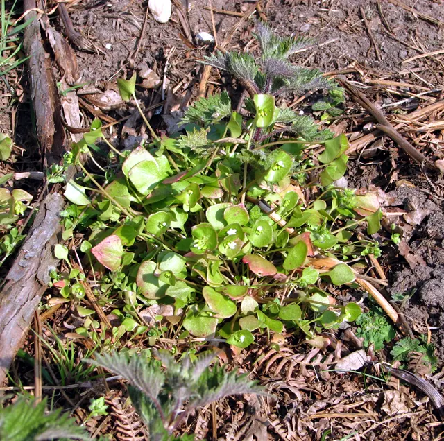 Miner's Lettuce (Claytonia Perfoliata) — underplanting in woodland gardens