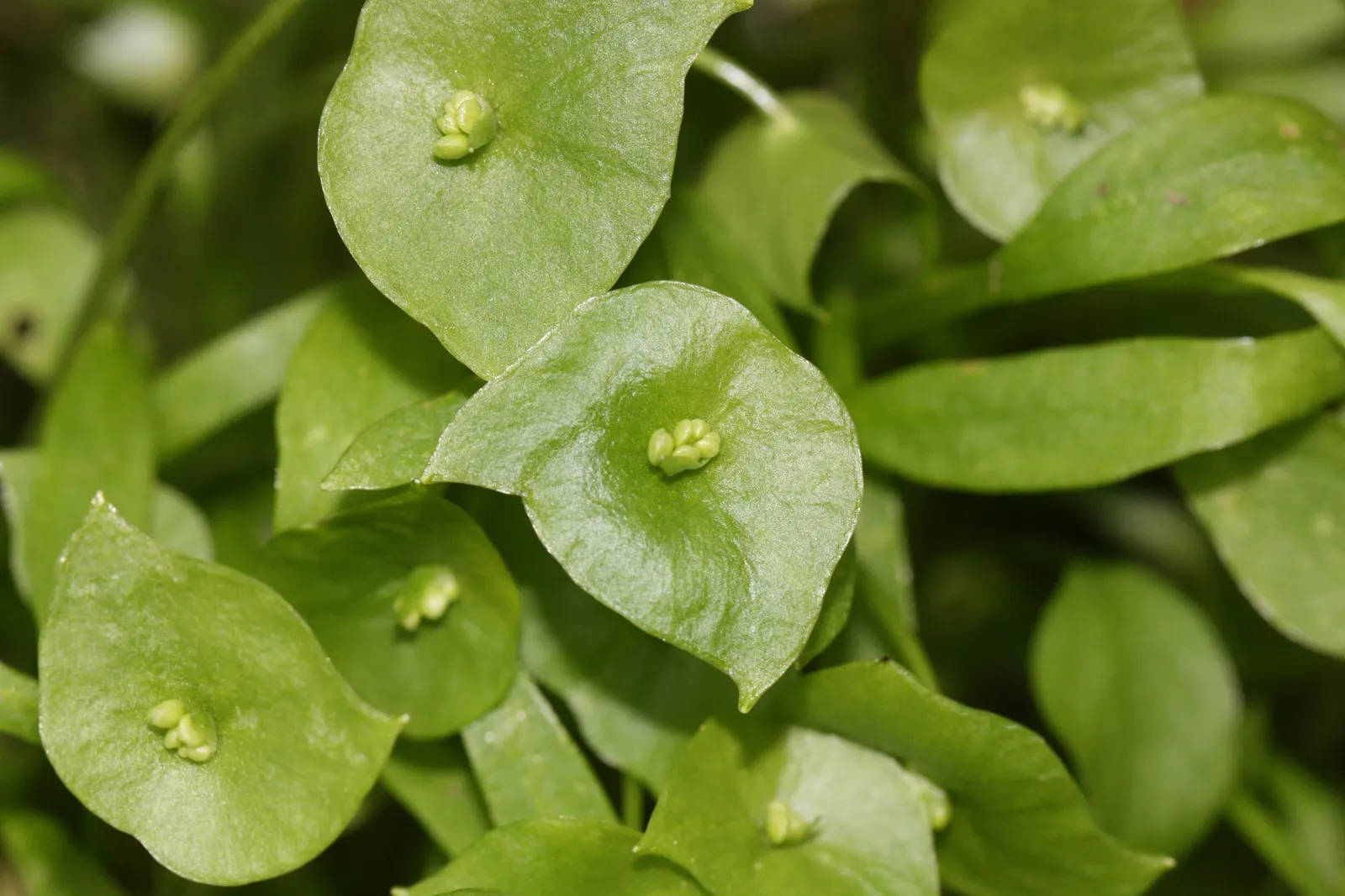 Miner's Lettuce (Claytonia Perfoliata) — Miner's Lettuce produces tiny white to pale pink flowers that nestle in the center of its perfoliated, image 126