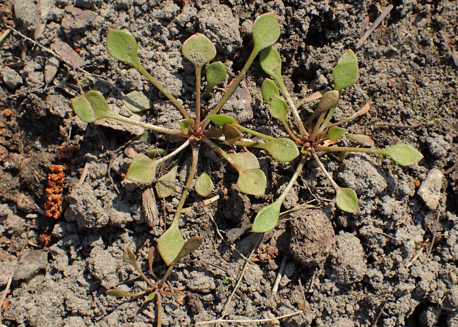 Miner's Lettuce (Claytonia Perfoliata) — though it tends to tolerate a range of soil types; this ephemeral beauty reaches 6-12 inches in height and, image 83