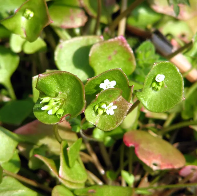 Miner's Lettuce (Claytonia Perfoliata) — Miner's Lettuce produces tiny white to pale pink flowers that nestle in the center of its perfoliated leaves; ideal