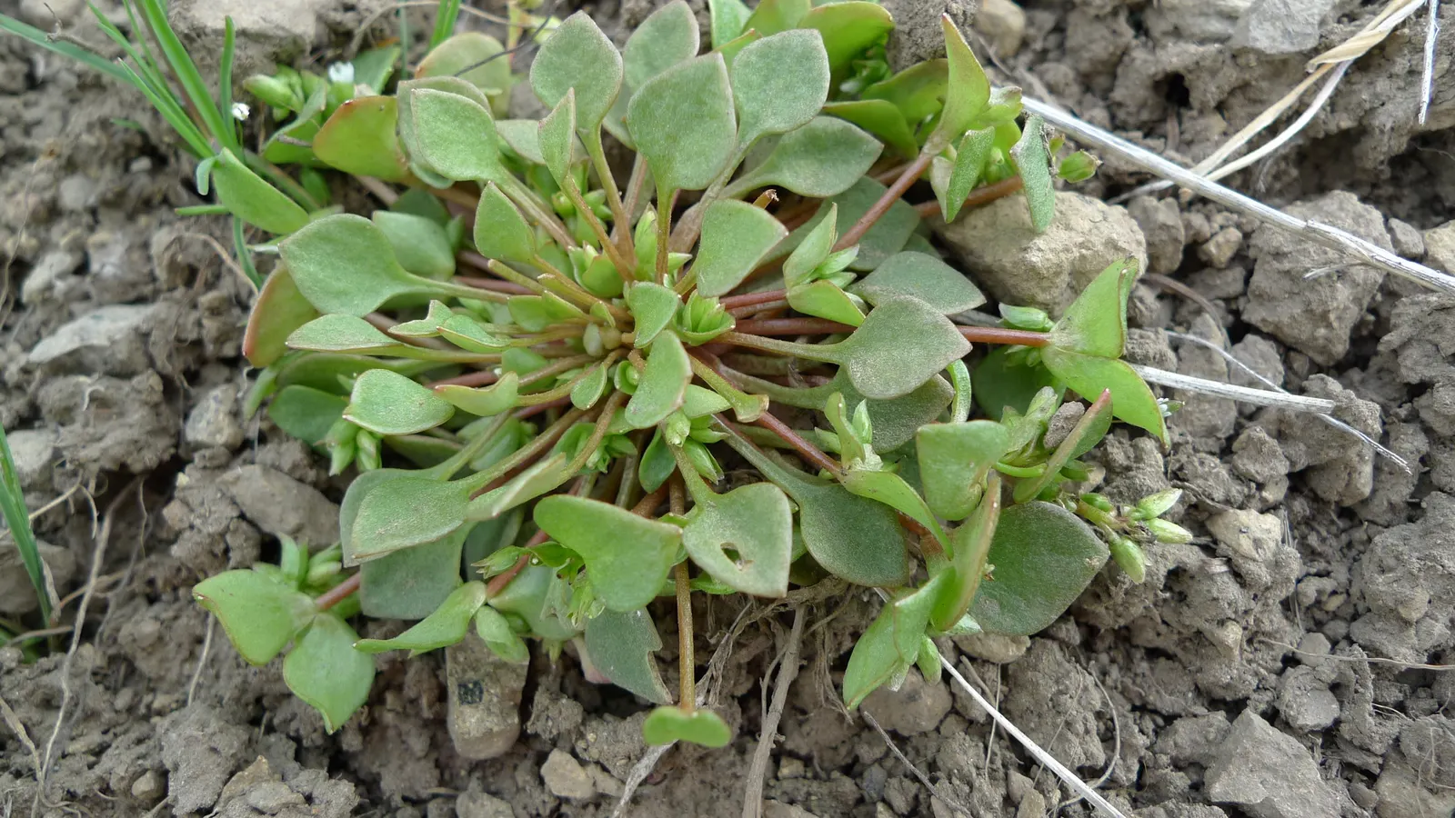 Miner's Lettuce (Claytonia Perfoliata) — and slightly succulent leaves