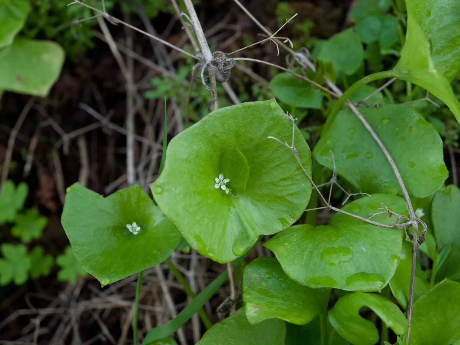 Miner's Lettuce (Claytonia Perfoliata) — It's a self-seeding cool-season annual, providing a lush ground cover and an early spring salad, image 119