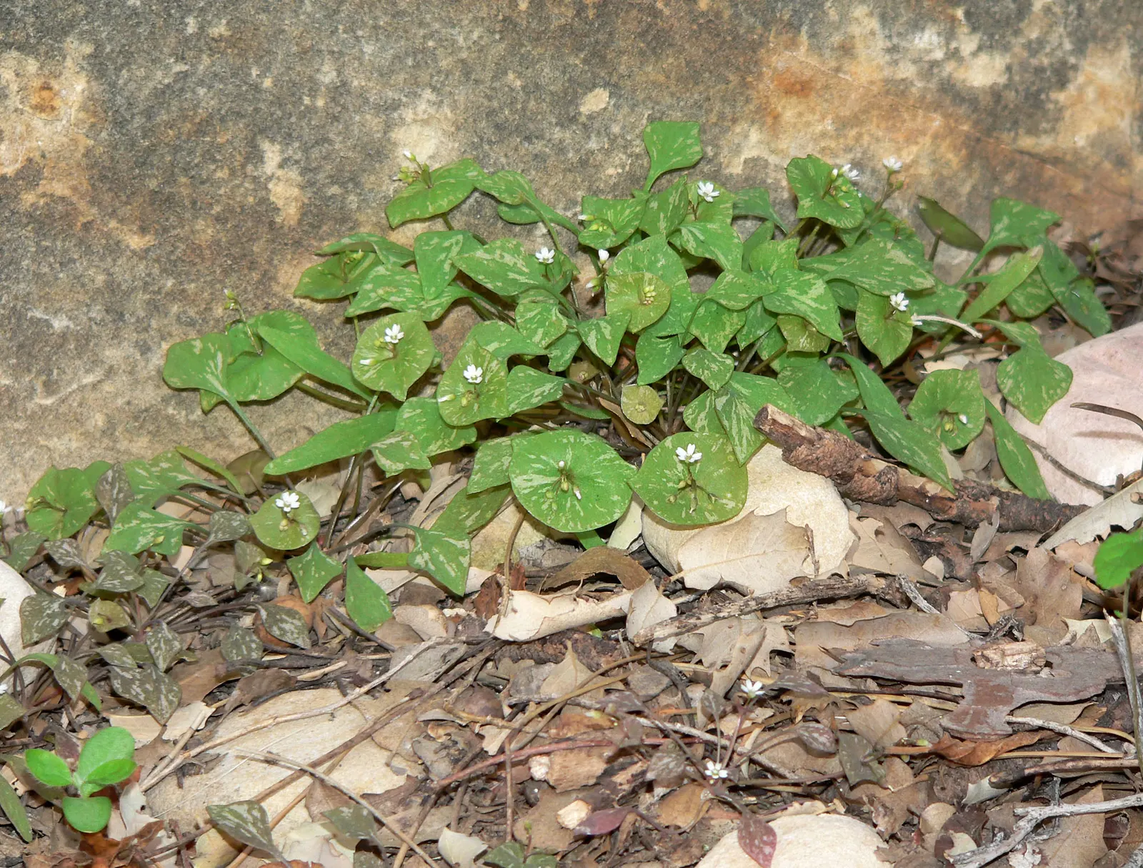 Miner's Lettuce (Claytonia Perfoliata) — scientifically named Claytonia perfoliata