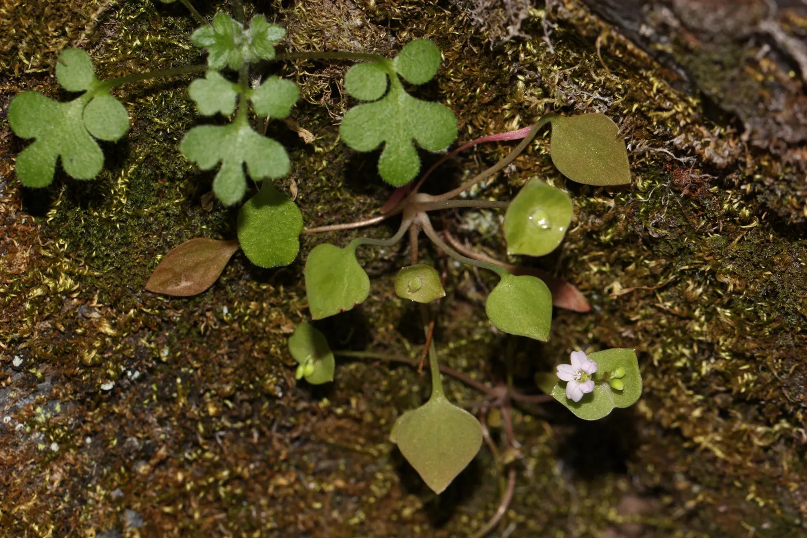 Miner's Lettuce (Claytonia Perfoliata) — Miner's Lettuce produces tiny white to pale pink flowers that nestle in the center of its perfoliated, image 103