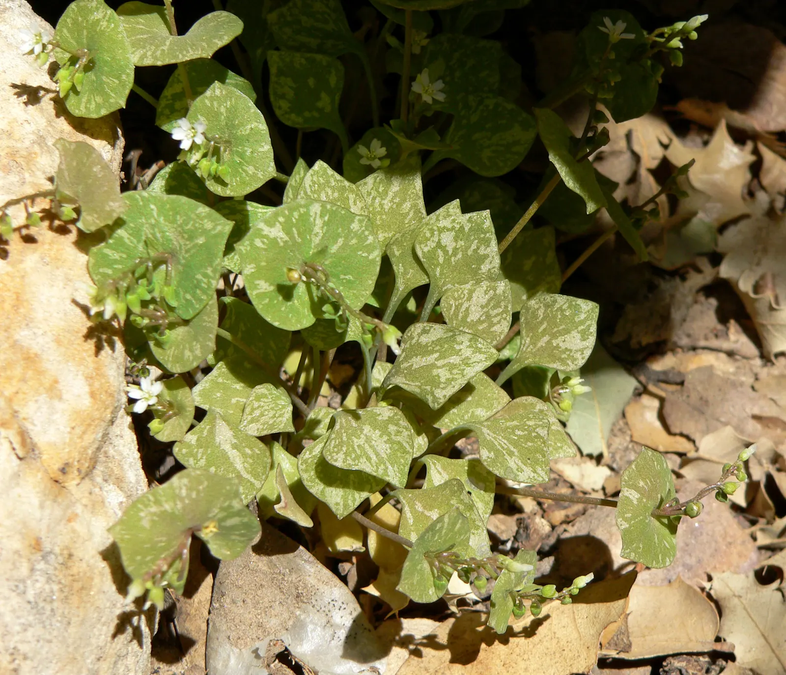 Miner's Lettuce (Claytonia Perfoliata) — It features circular, emerald-green leaves enveloping its delicate white-pink flowers; miner's Lettuce produces tiny
