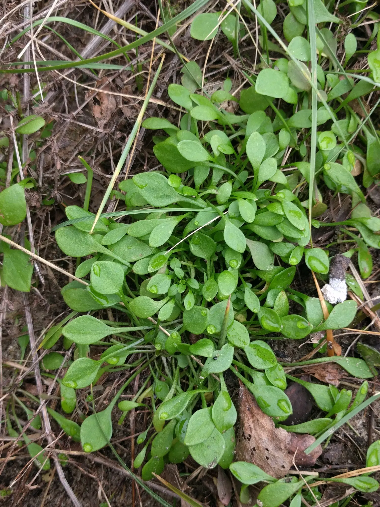 Miner's Lettuce (Claytonia Perfoliata) — it also serves as an intriguing addition to edible landscapes or kitchen gardens
