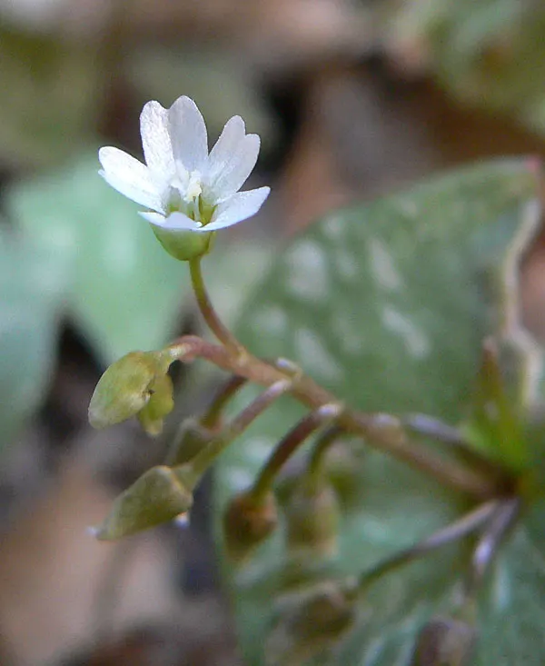 Miner's Lettuce (Claytonia Perfoliata) — white flowers in the garden; scientifically named Claytonia perfoliata