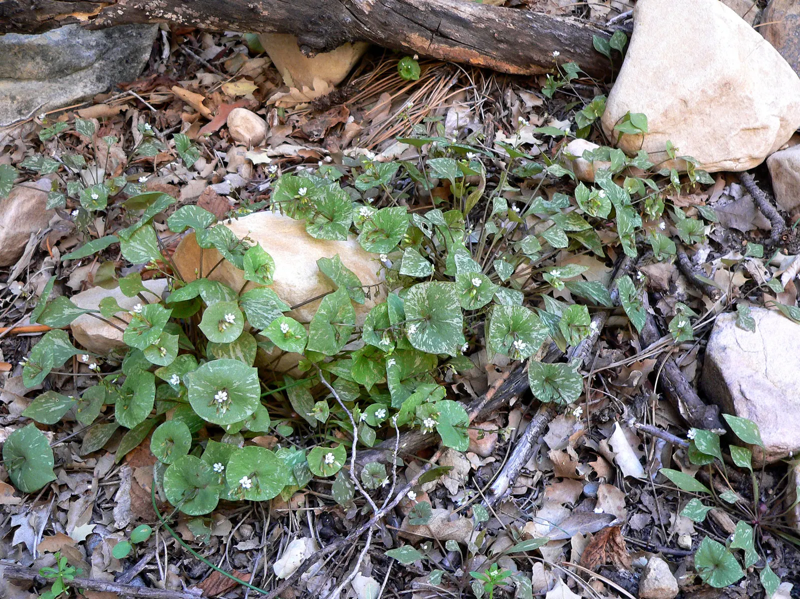 Miner's Lettuce (Claytonia Perfoliata) — this plant is well-suited for cooler landscapes and thrives in USDA hardiness zones 5 through 9, image 58