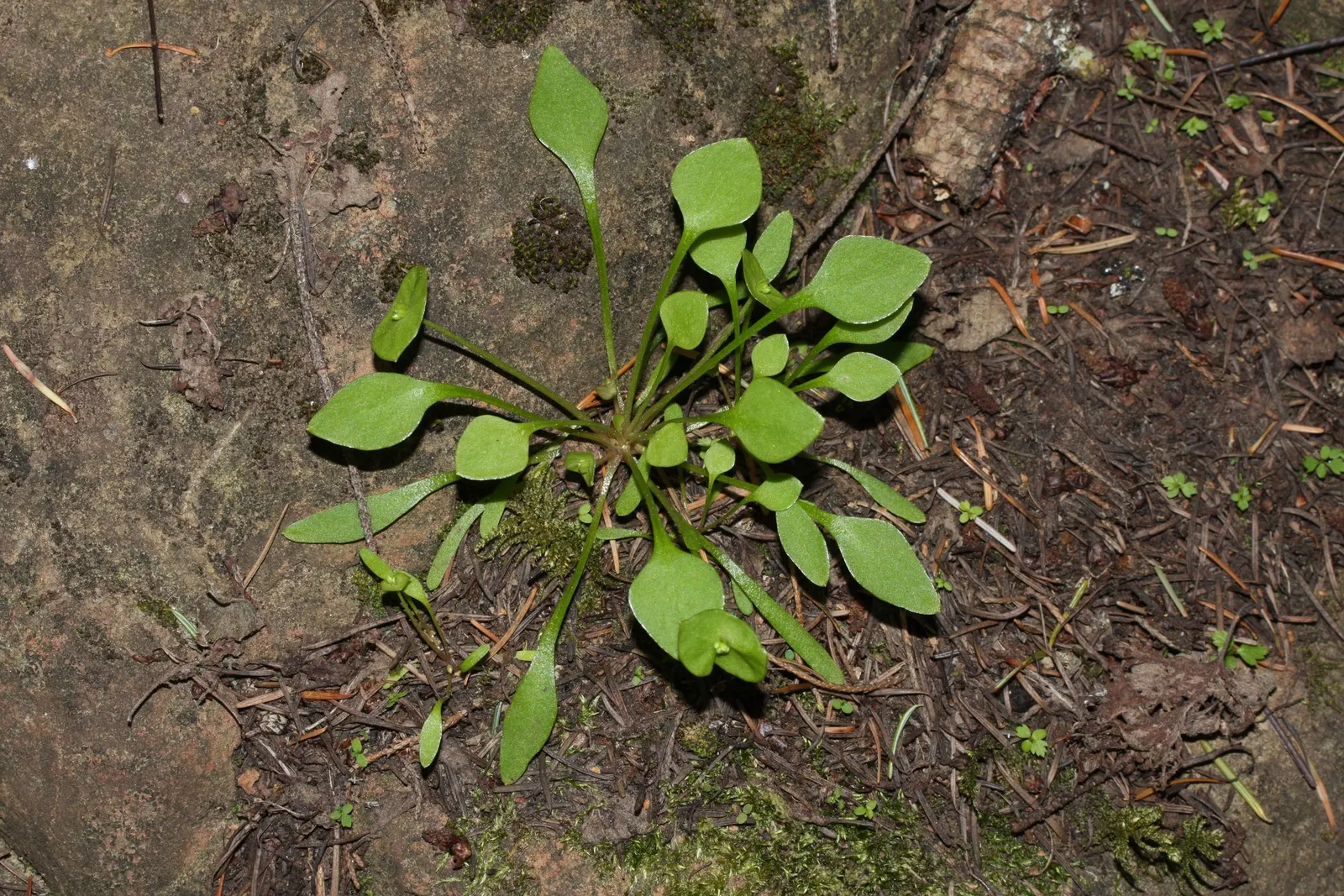 Miner's Lettuce (Claytonia Perfoliata) — it also serves as an intriguing addition to edible landscapes or kitchen gardens; regular watering will, image 88